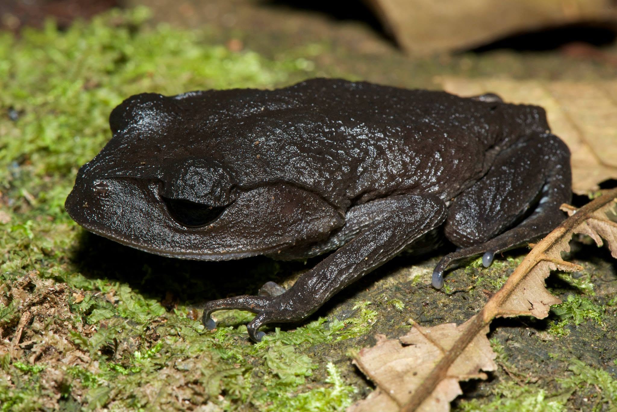 Lowland Litter Frog — Borneo wildlife, book, free download, jungle tour, frog, herp tour