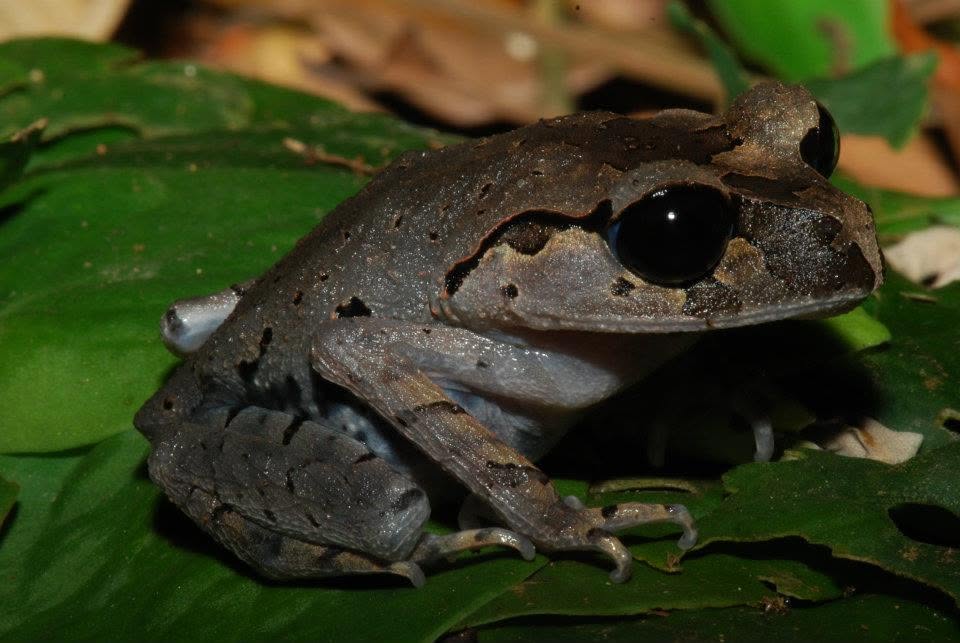 Lowland Litter Frog — Borneo wildlife, book, free download, jungle tour, frog, herp tour