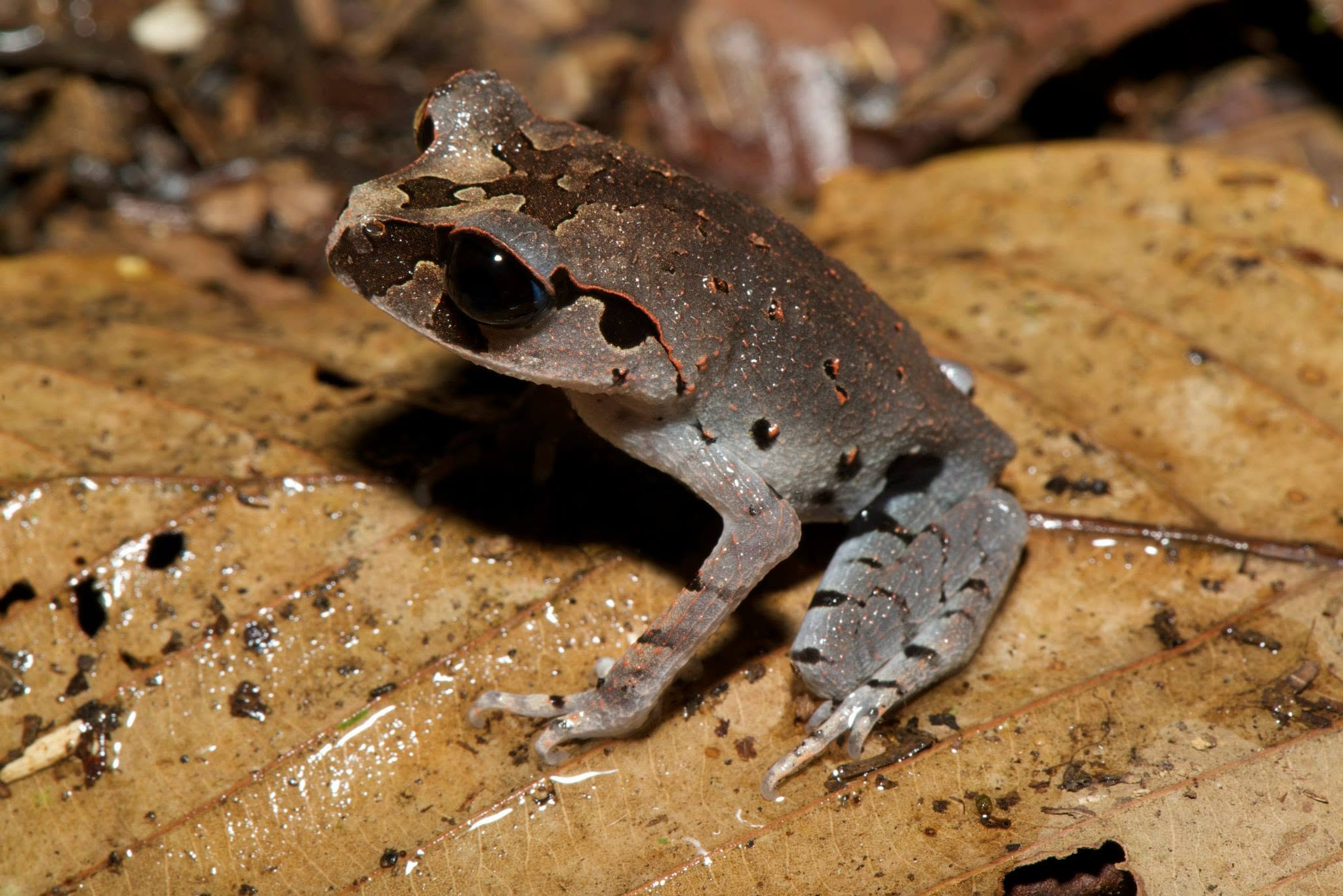 Lowland Litter Frog — Borneo wildlife, book, free download, jungle tour, frog, herp tour