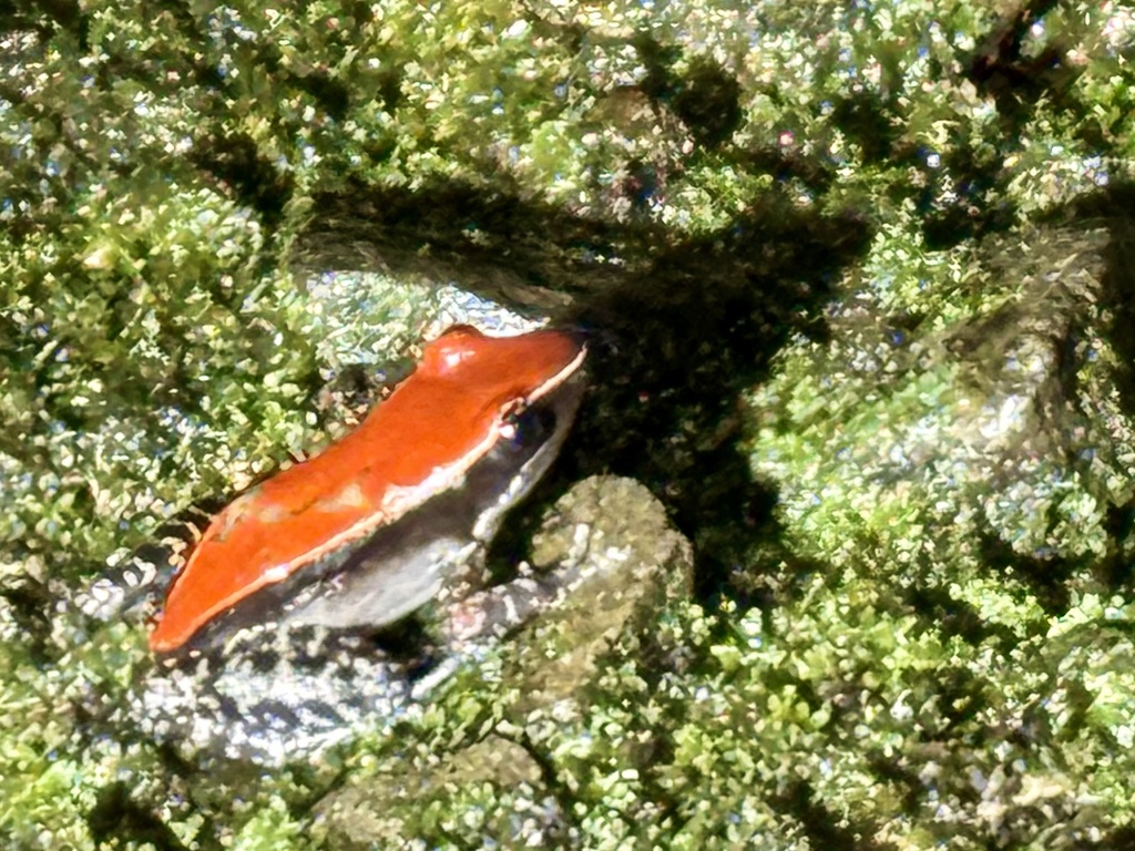 Malaysian Frog — Borneo wildlife, book, free download, jungle tour, frog, herp tour