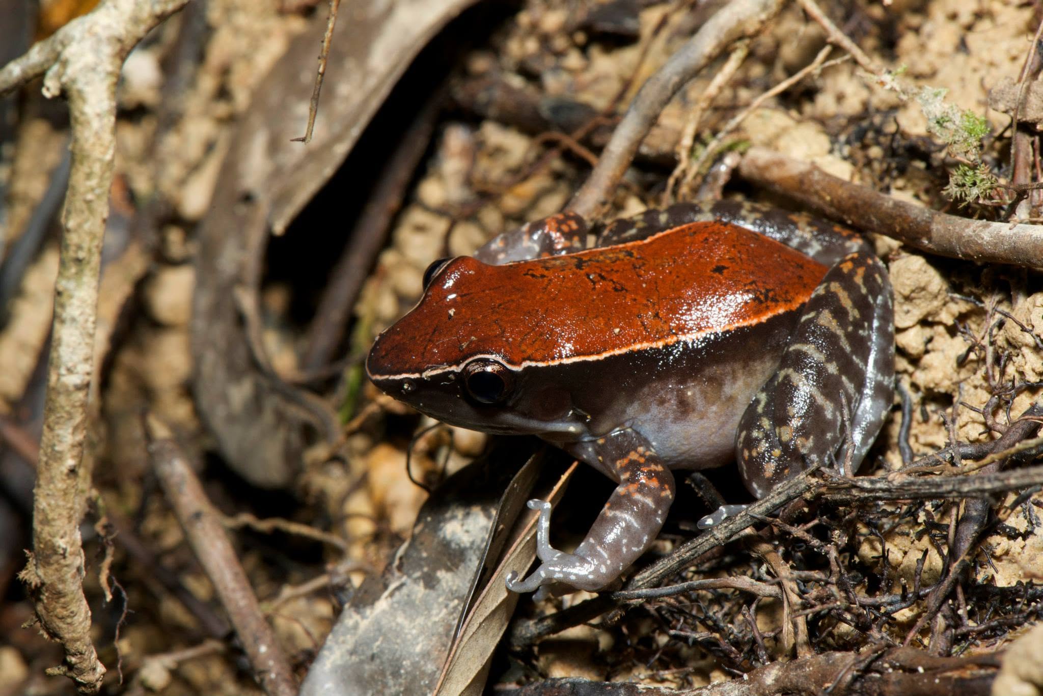 Malaysian Frog — Borneo wildlife, book, free download, jungle tour, frog, herp tour