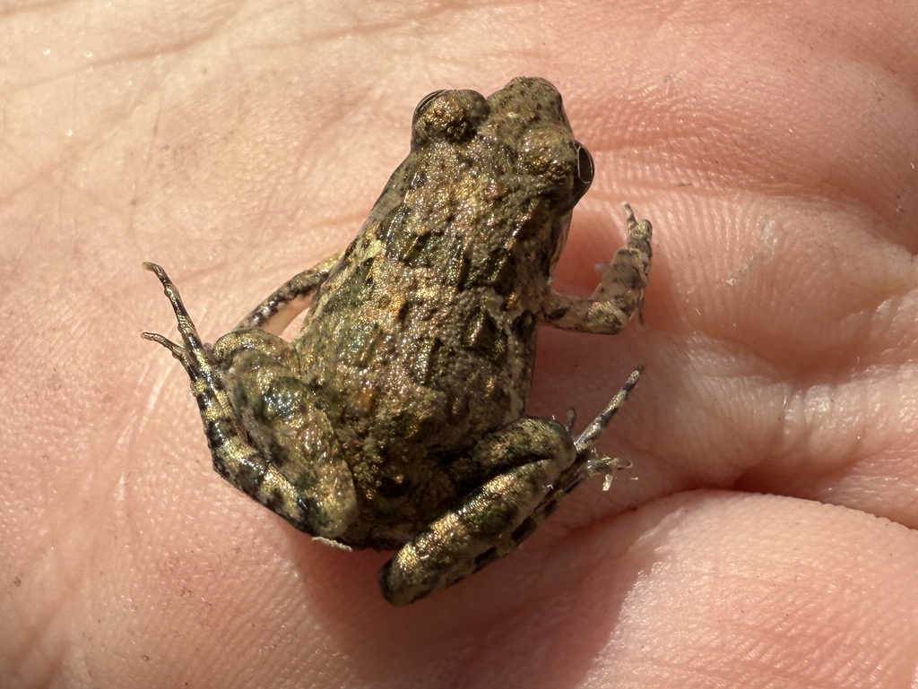 Mangrove Frog — Borneo wildlife, book, free download, jungle tour, frog, herp tour