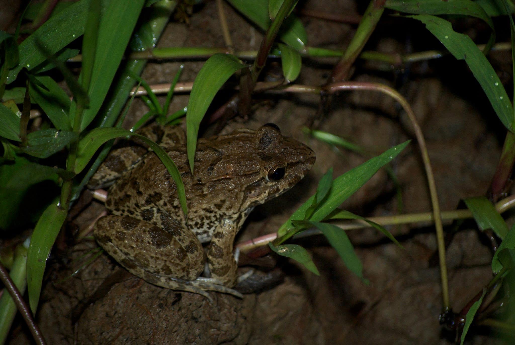 Mangrove Frog — Borneo wildlife, book, free download, jungle tour, frog, herp tour