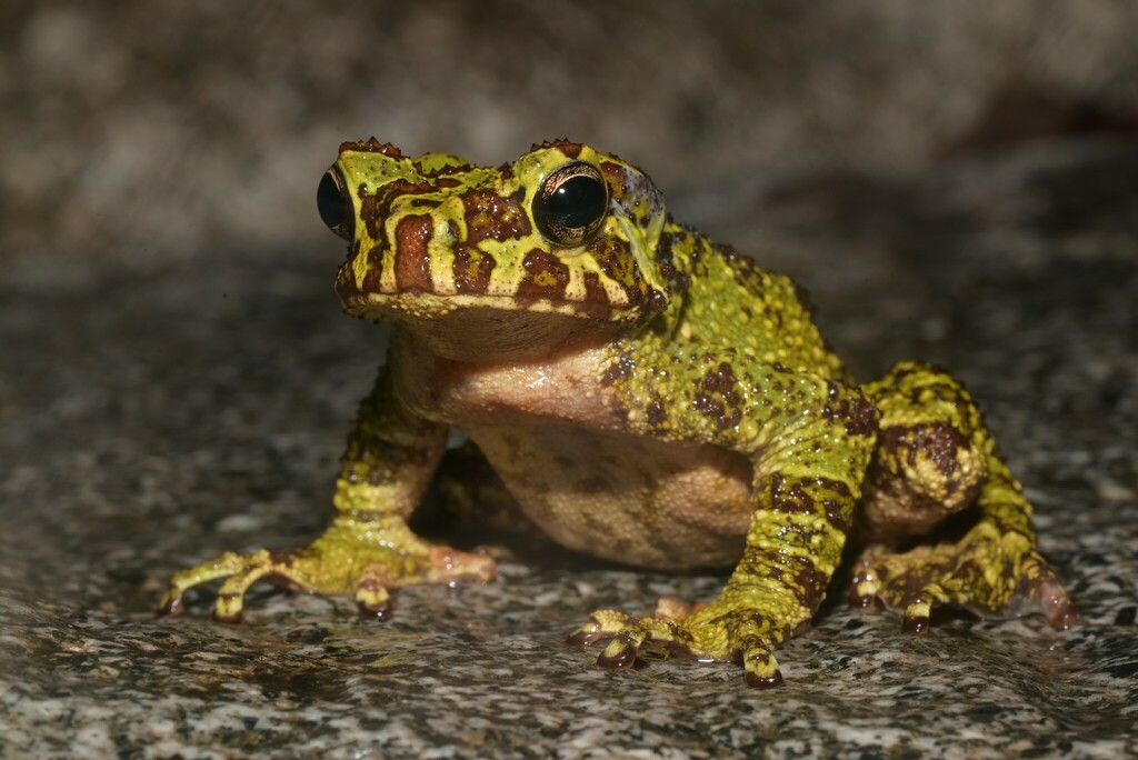Marbled Tree Toad — Borneo wildlife, book, free download, jungle tour, frog, herp tour