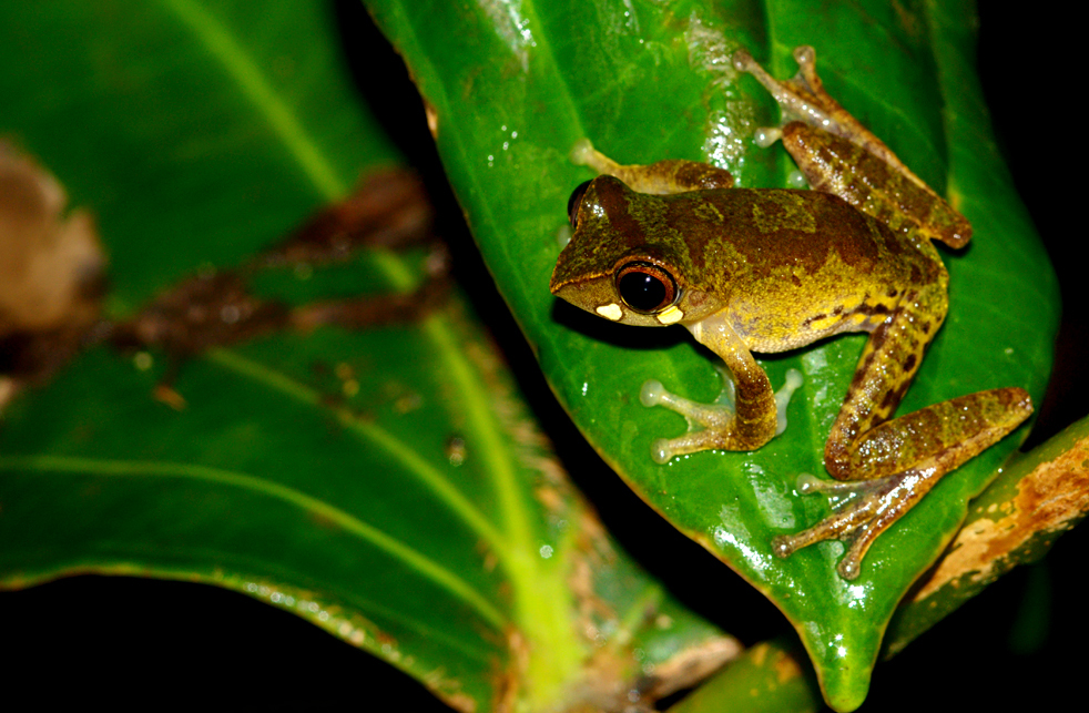 Masked Tree Frog — Borneo wildlife, book, free download, jungle tour, frog, herp tour