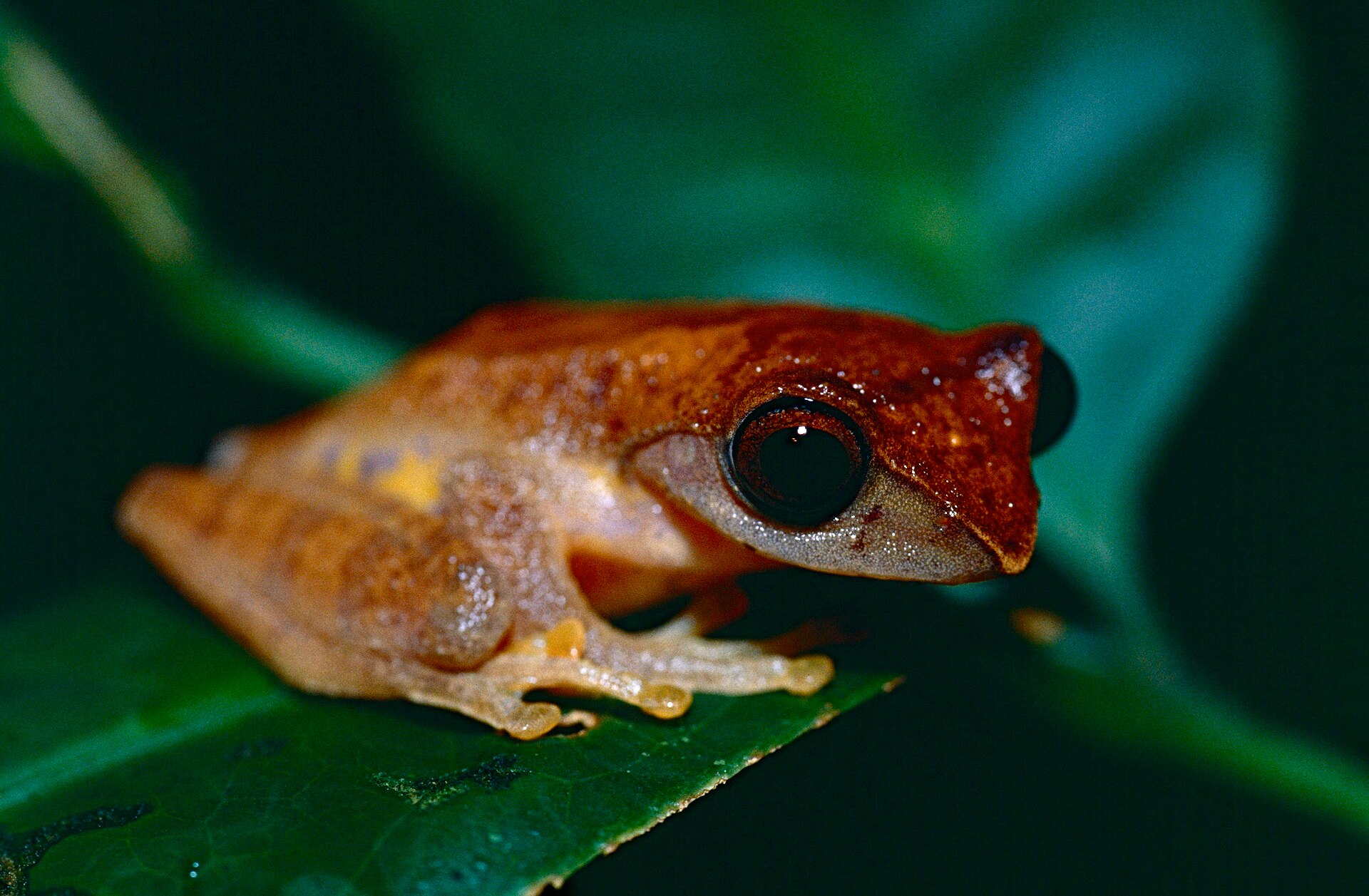 Masked Tree Frog — Borneo wildlife, book, free download, jungle tour, frog, herp tour