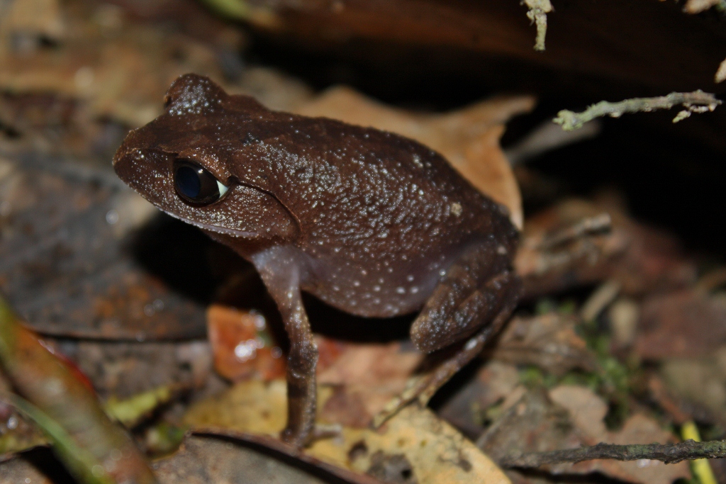 Montane Large-eyed Litter Frog — Borneo wildlife, book, free download, jungle tour, frog, herp tour