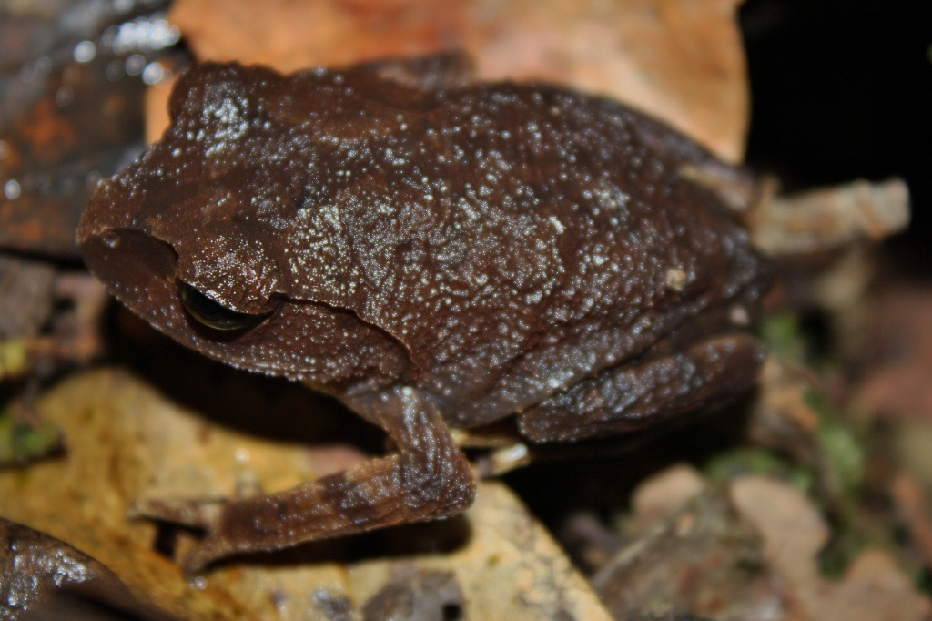 Montane Large-eyed Litter Frog — Borneo wildlife, book, free download, jungle tour, frog, herp tour
