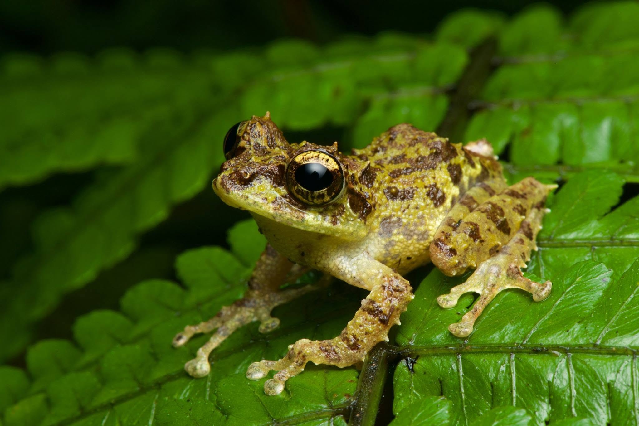 Mossy Tree Frog — Borneo wildlife, book, free download, jungle tour, frog, herp tour
