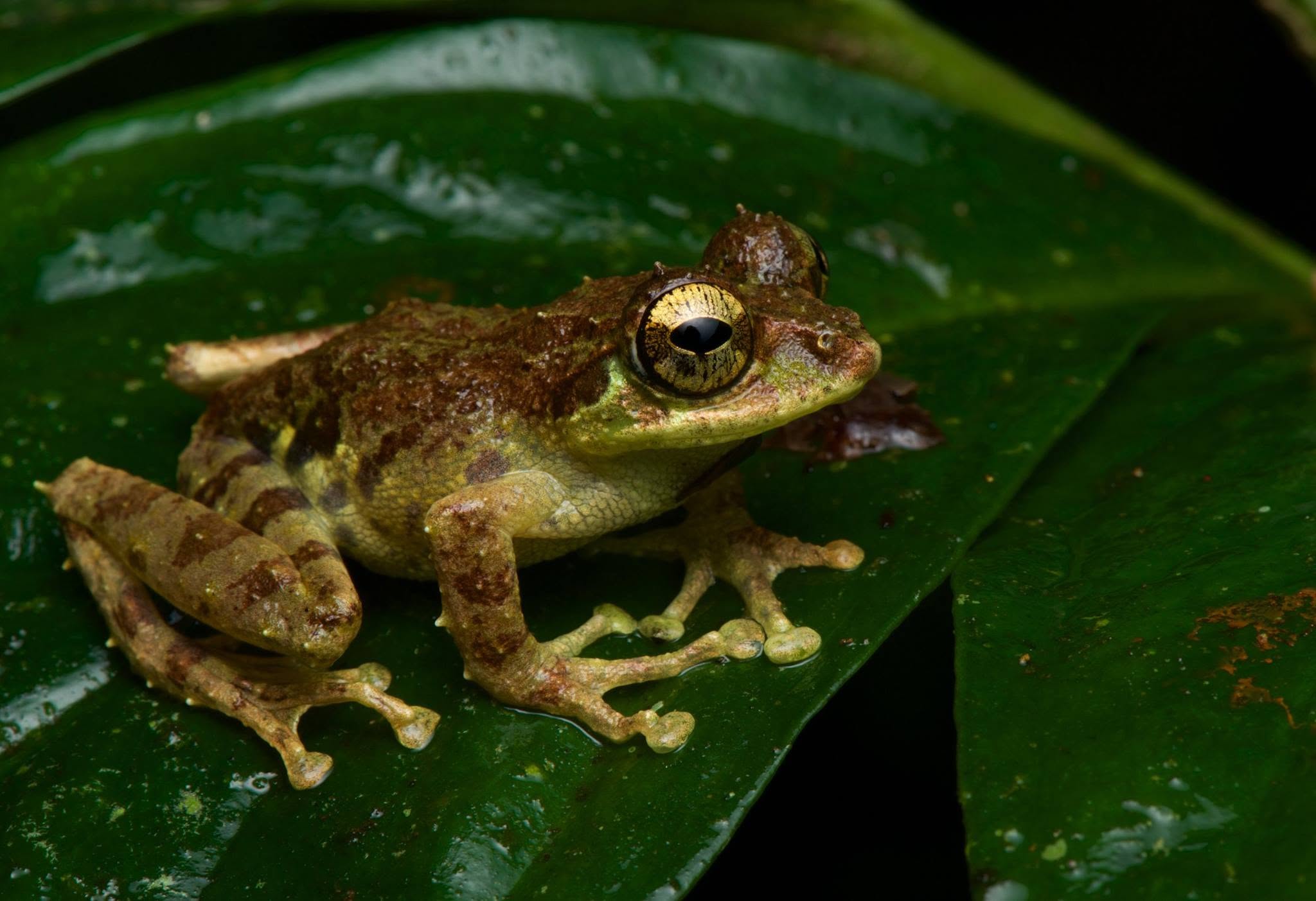 Mossy Tree Frog — Borneo wildlife, book, free download, jungle tour, frog, herp tour