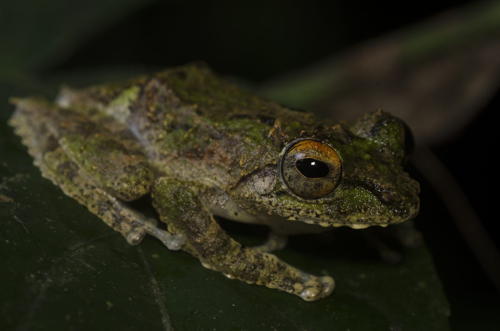Mossy Tree Frog — Borneo wildlife, book, free download, jungle tour, frog, herp tour