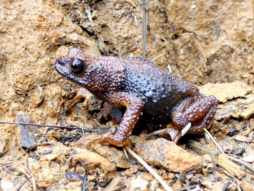 North Borneo Slender Toad — Borneo wildlife, book, free download, jungle tour, frog, herp tour