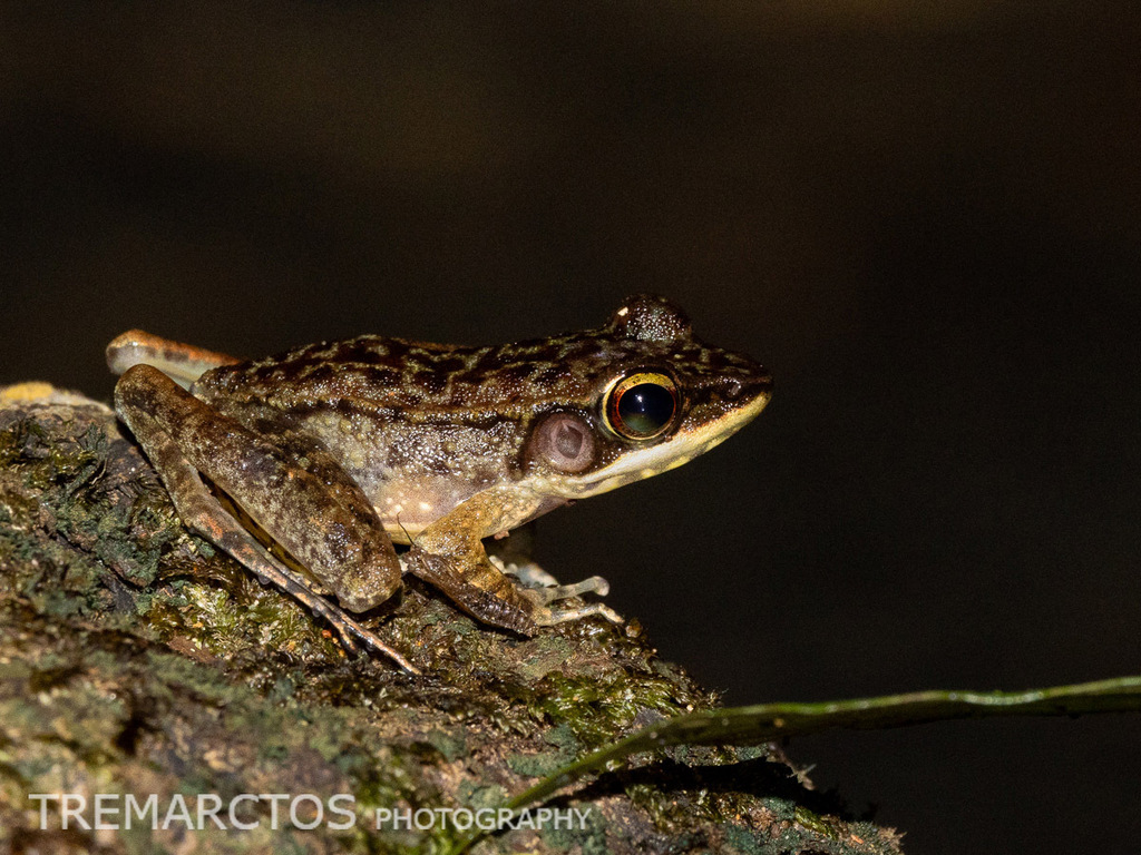 Northern Torrent Frog — Borneo wildlife, book, free download, jungle tour, frog, herp tour