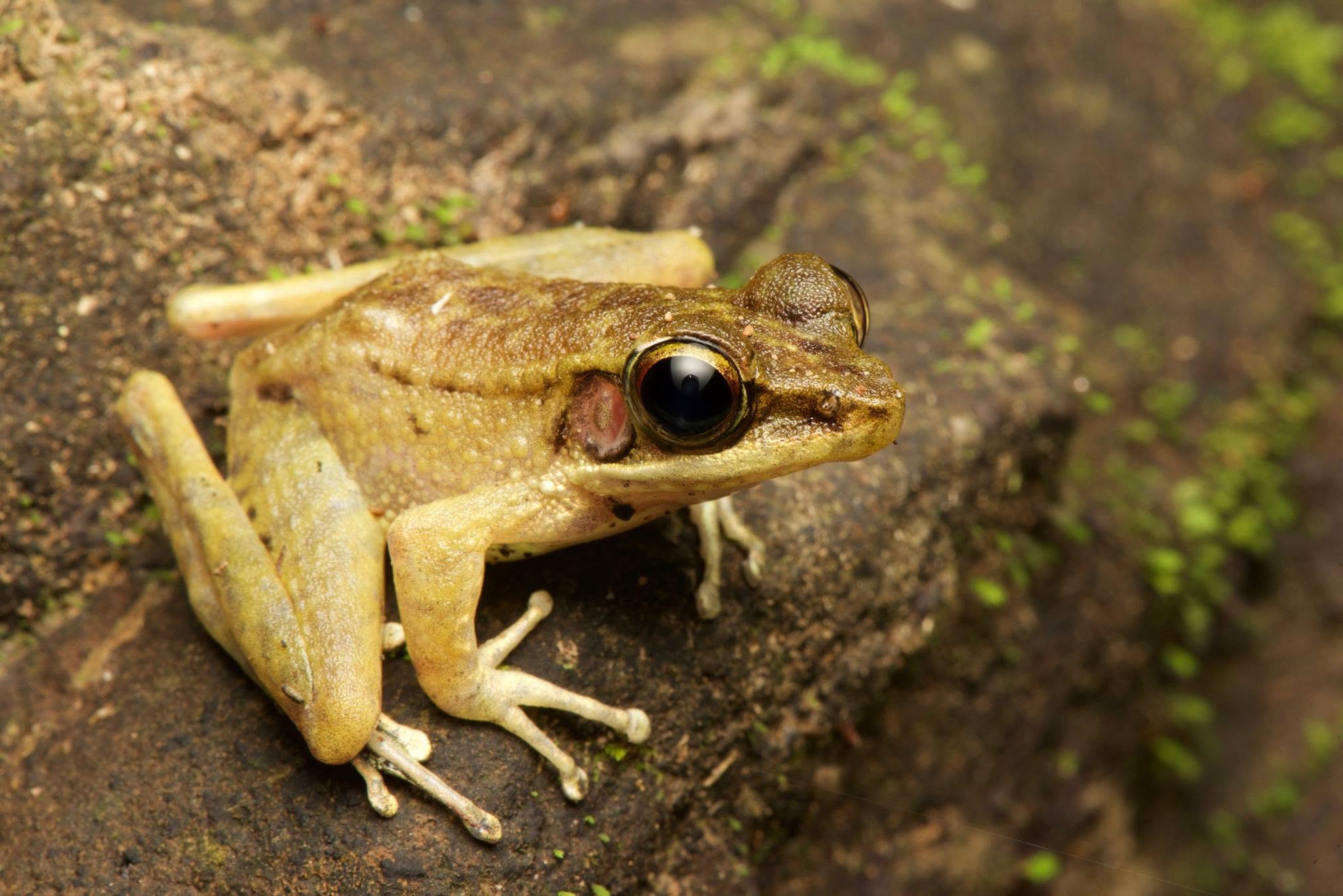 Northern Torrent Frog — Borneo wildlife, book, free download, jungle tour, frog, herp tour