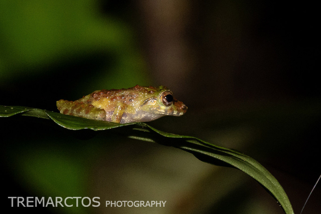 Obscure Bush Frog — Borneo wildlife, book, free download, jungle tour, frog, herp tour