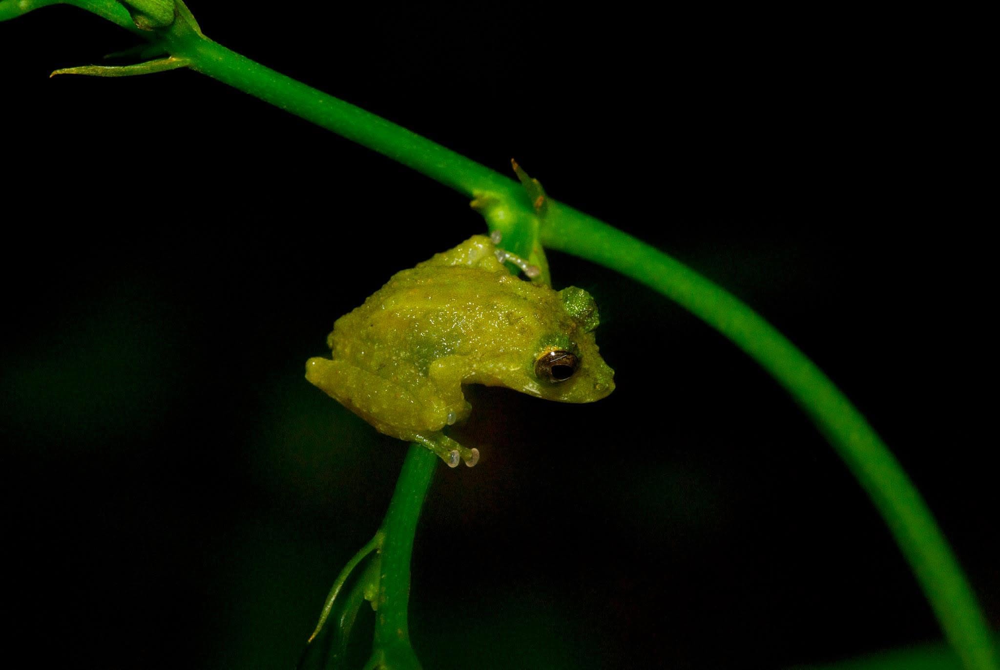 Obscure Bush Frog — Borneo wildlife, book, free download, jungle tour, frog, herp tour