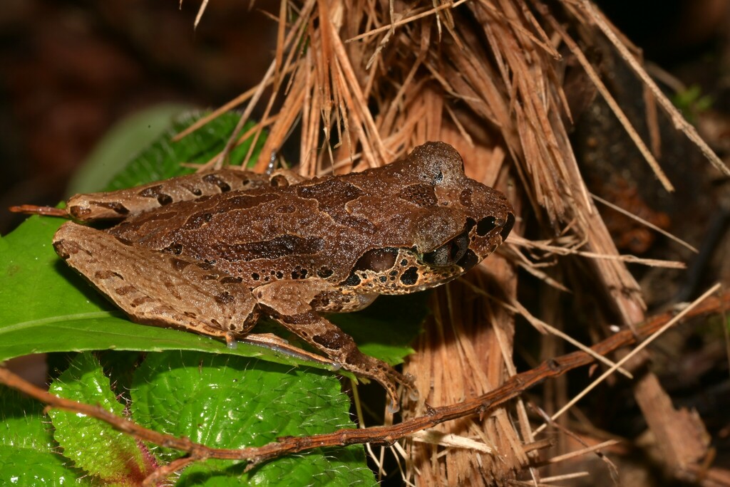 Painted Slender Litter Frog — Borneo wildlife, book, free download, jungle tour, frog, herp tour