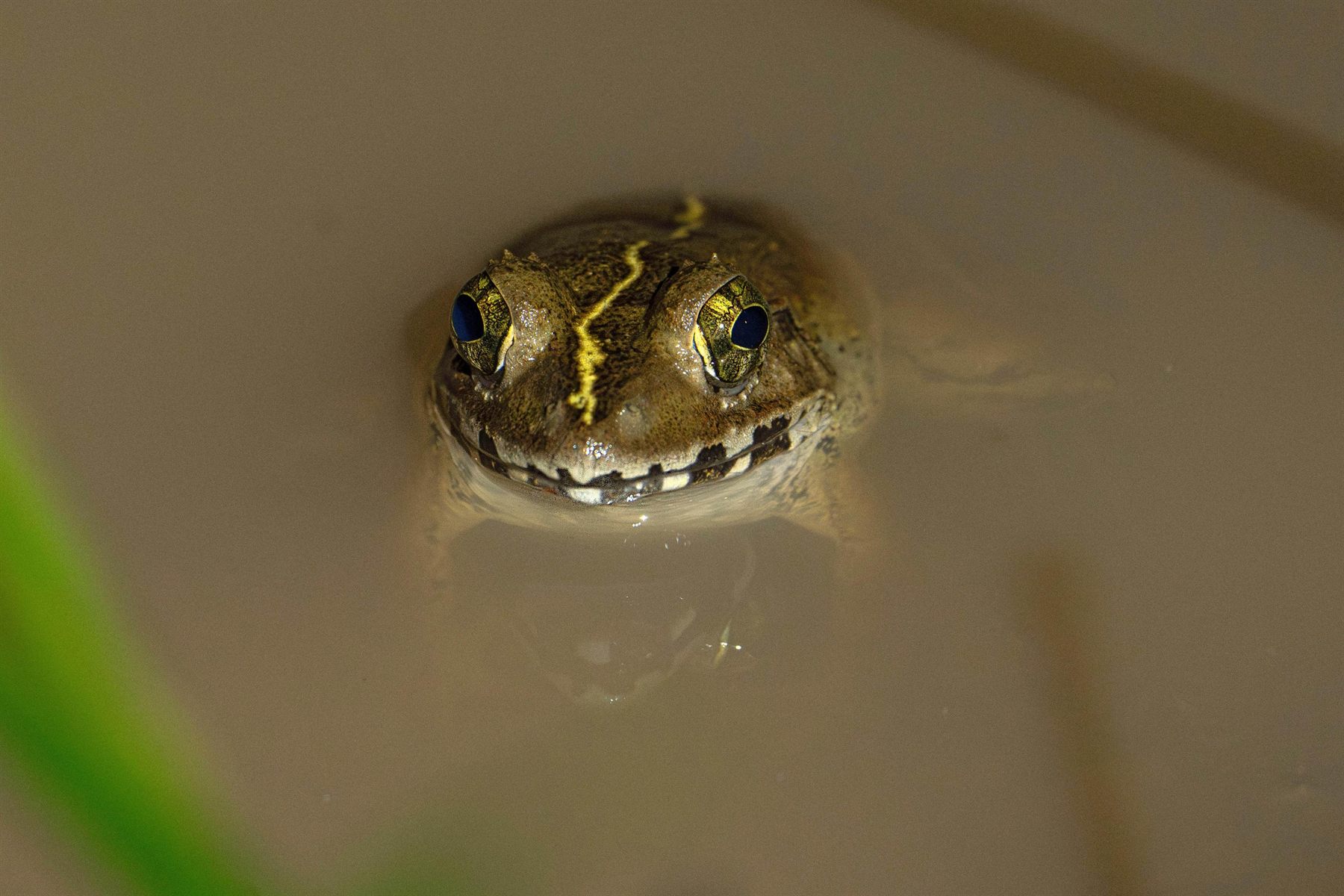 Peat Swamp Frog — Borneo wildlife, book, free download, jungle tour, frog, herp tour