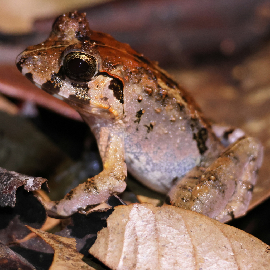 Peat Swamp Frog — Borneo wildlife, book, free download, jungle tour, frog, herp tour
