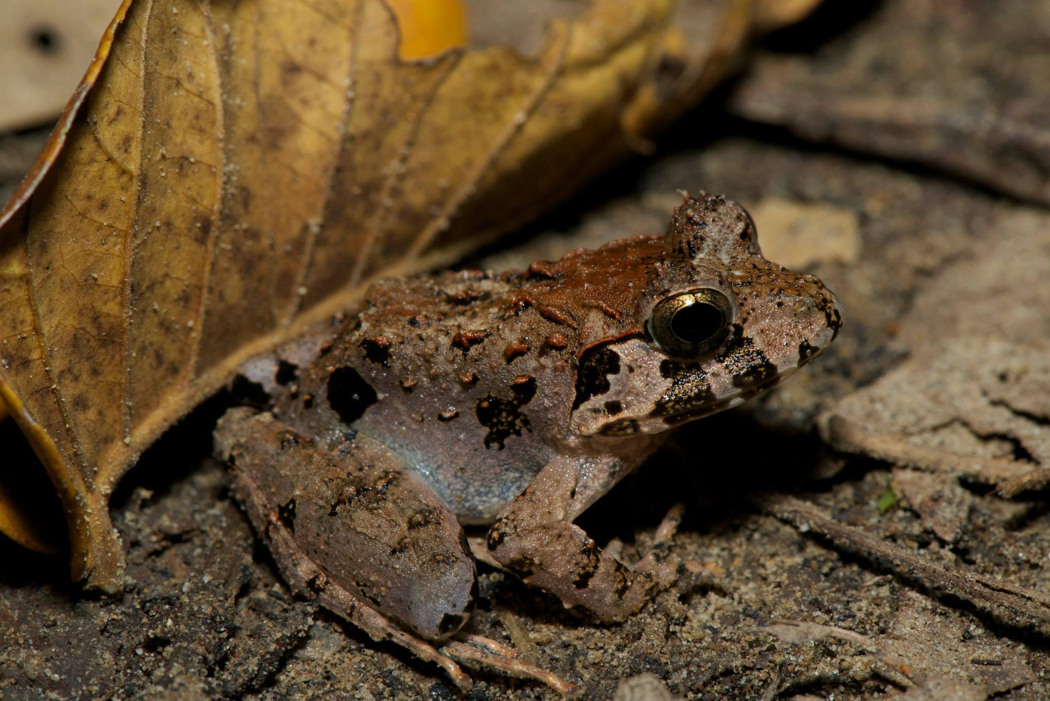 Peat Swamp Frog — Borneo wildlife, book, free download, jungle tour, frog, herp tour