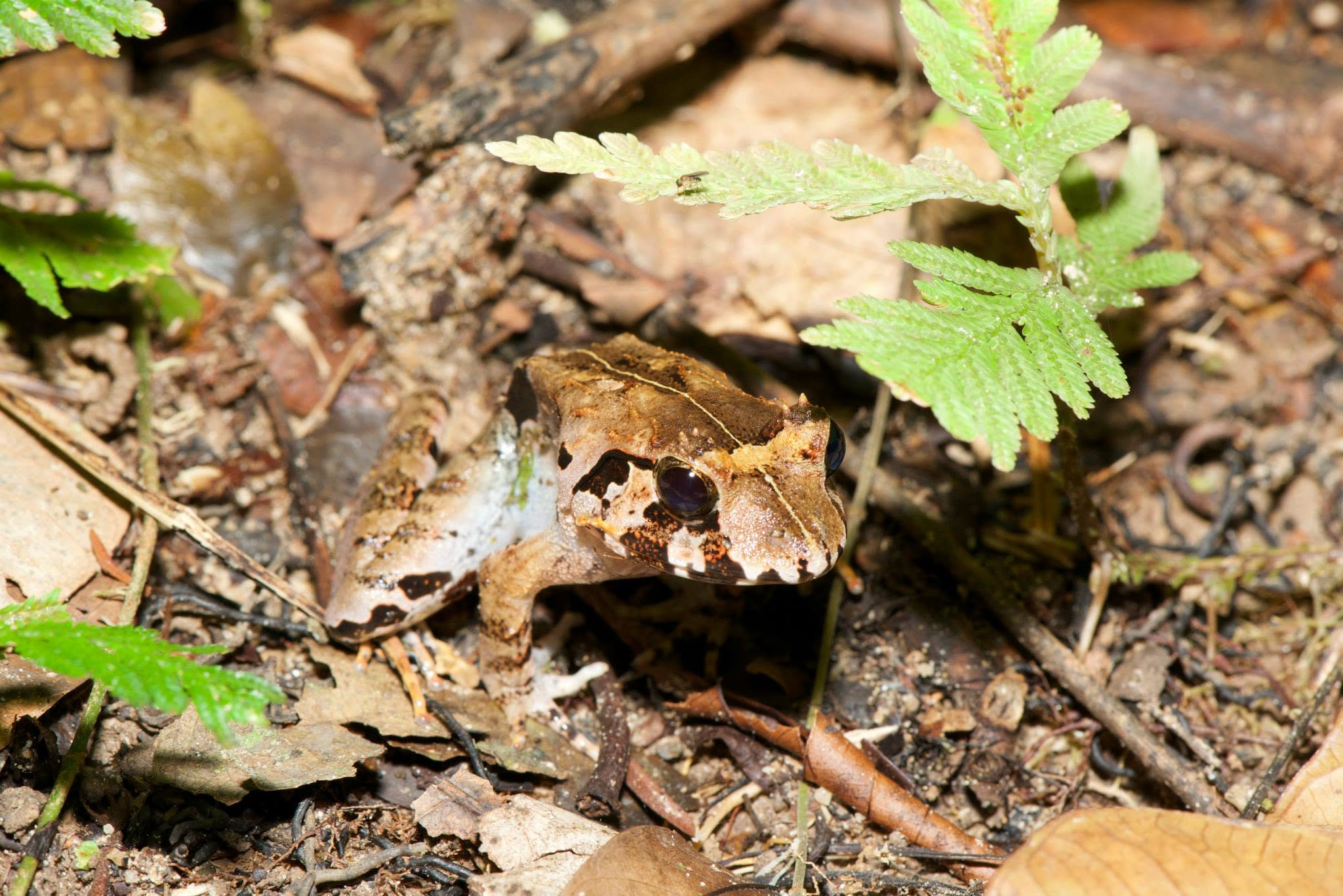 Peat Swamp Frog — Borneo wildlife, book, free download, jungle tour, frog, herp tour
