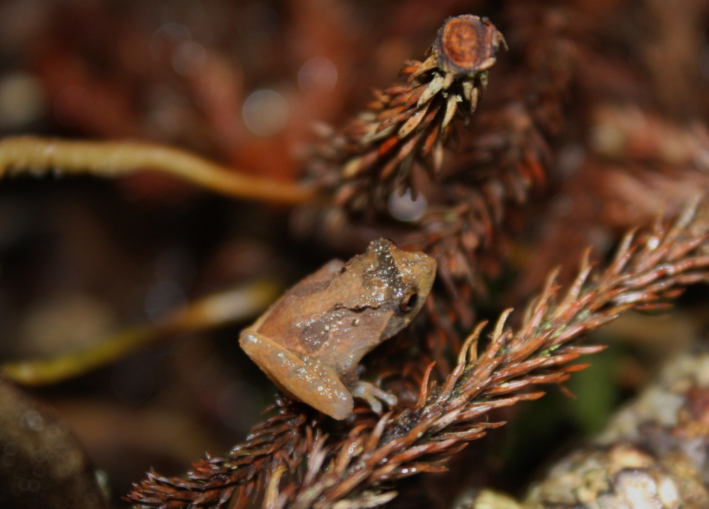 Peters' Bush Frog — Borneo wildlife, book, free download, jungle tour, frog, herp tour