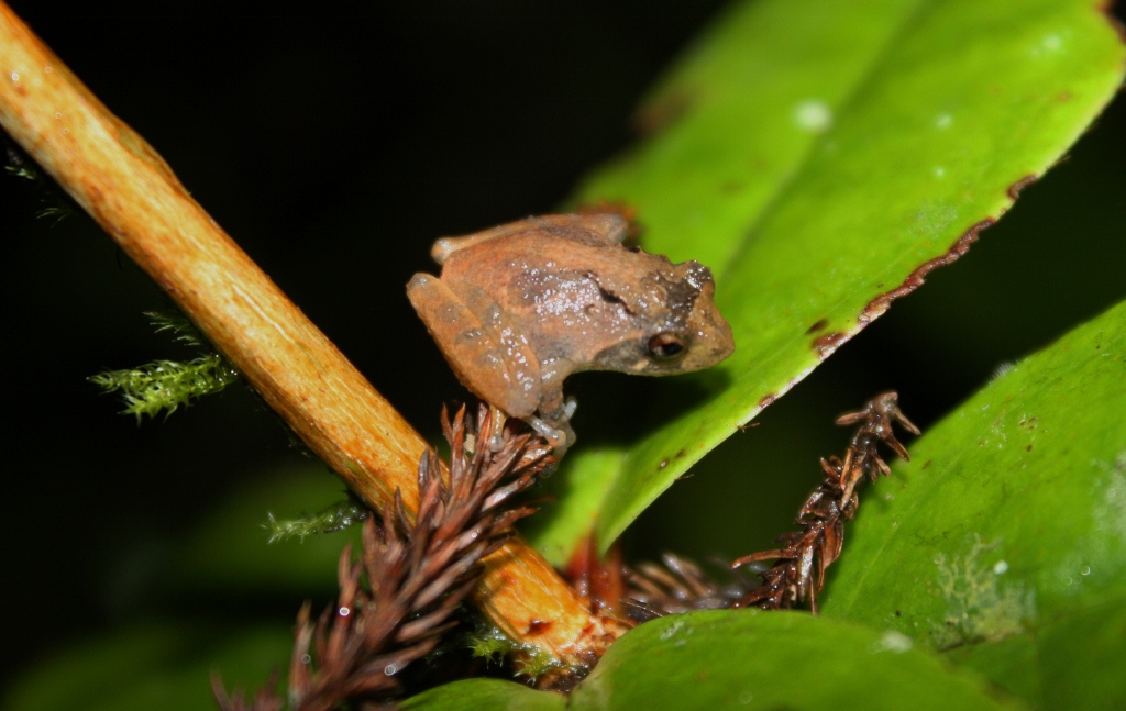 Peters' Bush Frog — Borneo wildlife, book, free download, jungle tour, frog, herp tour