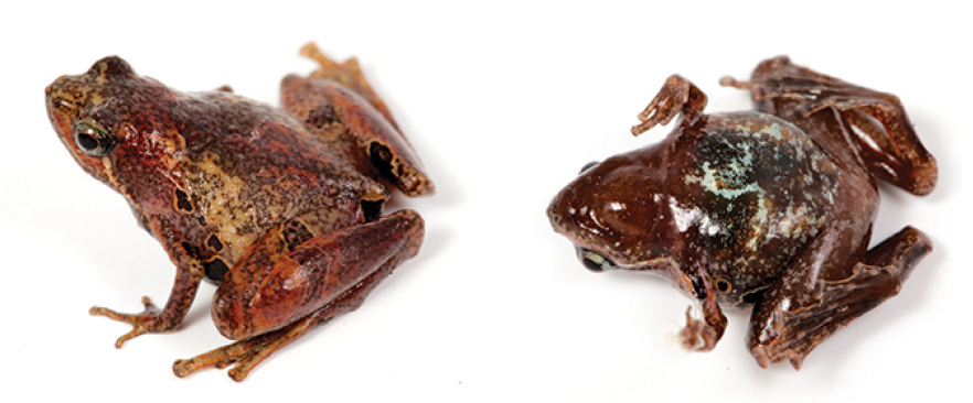 Pothole Narrow-mouthed Frog — Borneo wildlife, book, free download, jungle tour, frog, herp tour