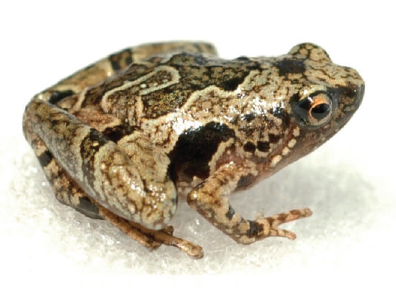 Pothole Narrow-mouthed Frog — Borneo wildlife, book, free download, jungle tour, frog, herp tour