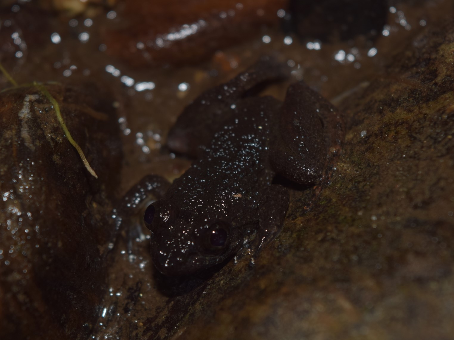 Raja's Dwarf Frog — Borneo wildlife, book, free download, jungle tour, frog, herp tour