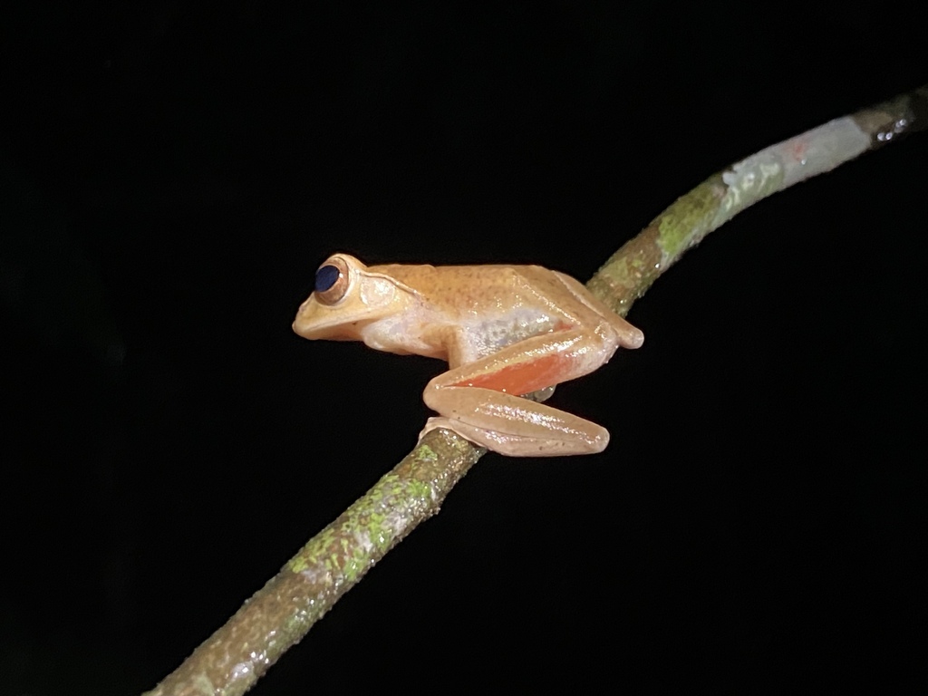 Red-legged Tree Frog — Borneo wildlife, book, free download, jungle tour, frog, herp tour