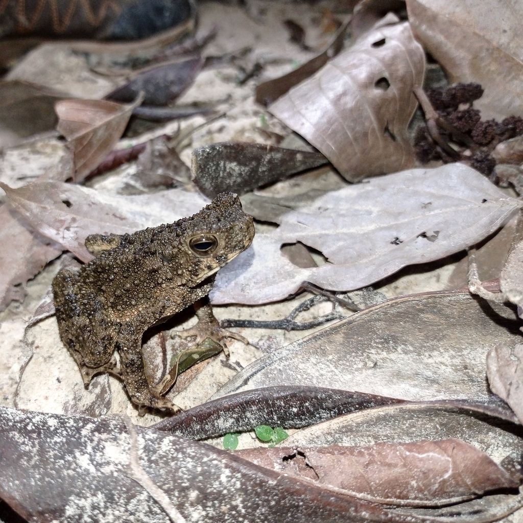 River Toad — Borneo wildlife, book, free download, jungle tour, frog, herp tour