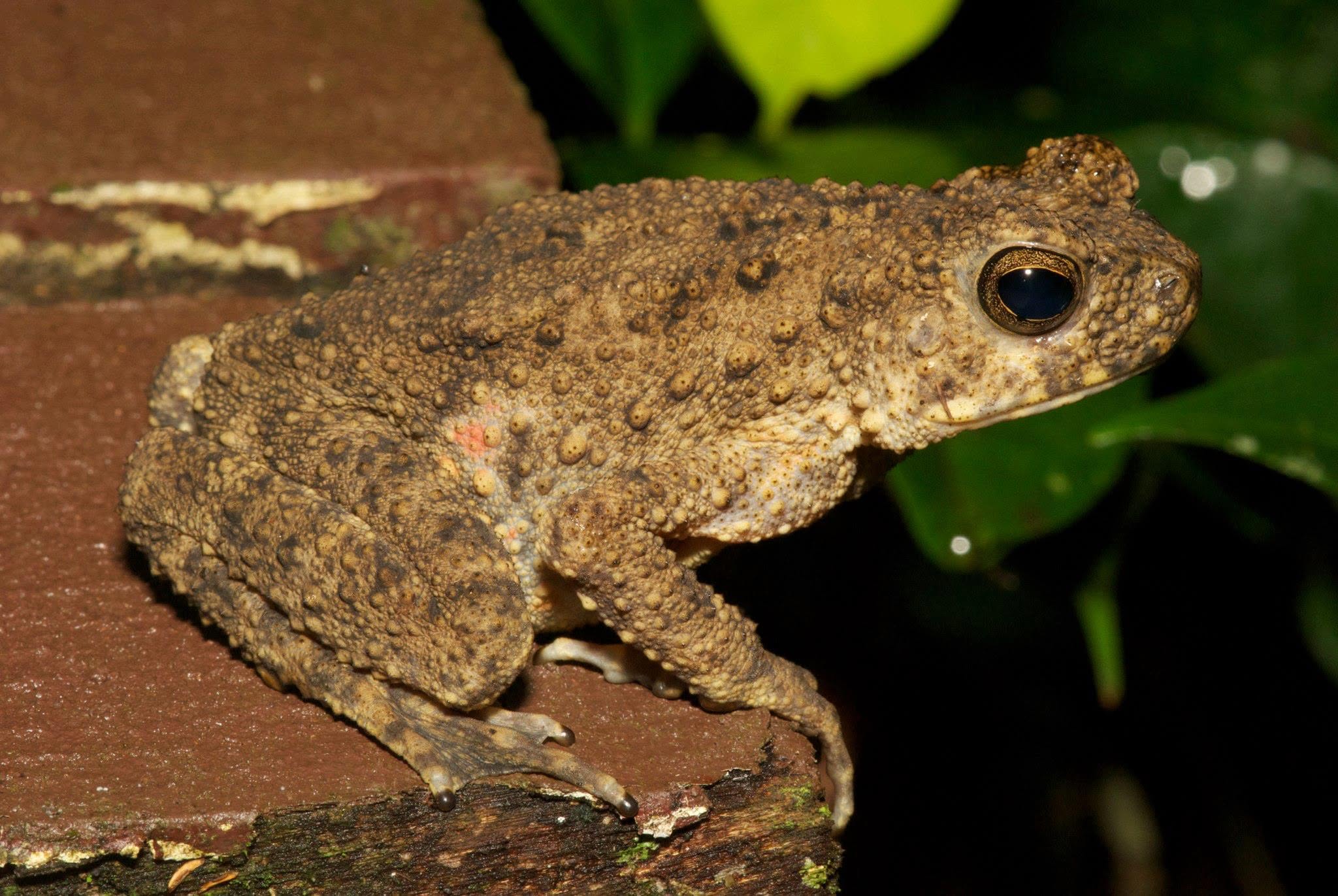 River Toad — Borneo wildlife, book, free download, jungle tour, frog, herp tour