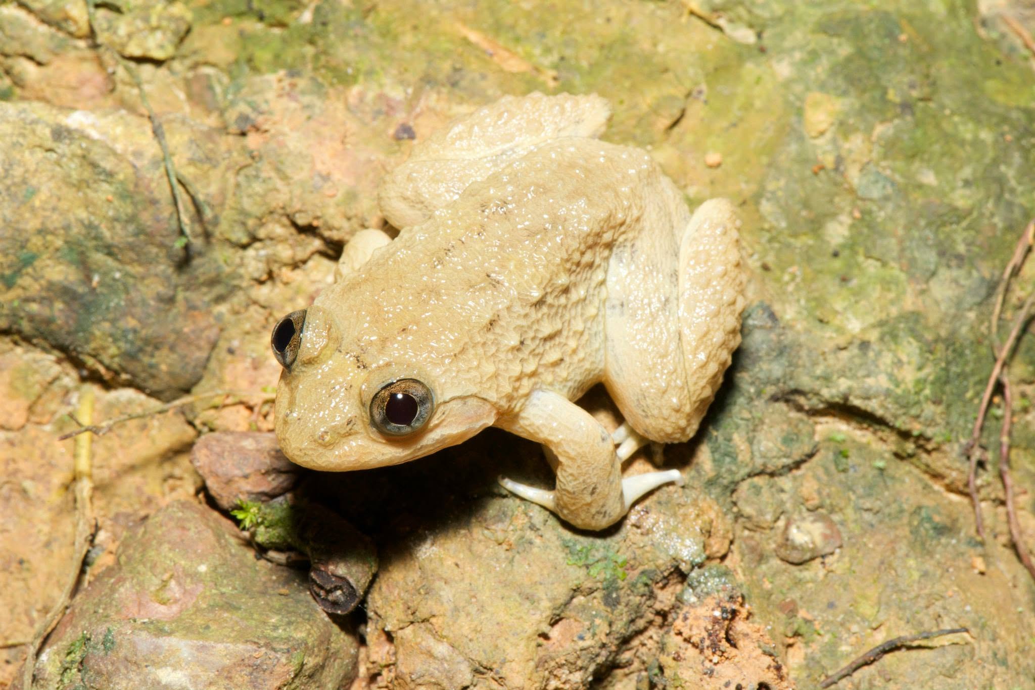 Rivulet Frog — Borneo wildlife, book, free download, jungle tour, frog, herp tour