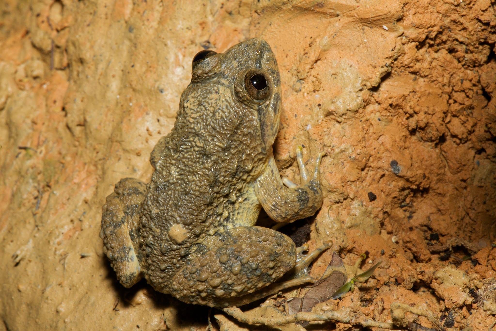 Rivulet Frog — Borneo wildlife, book, free download, jungle tour, frog, herp tour