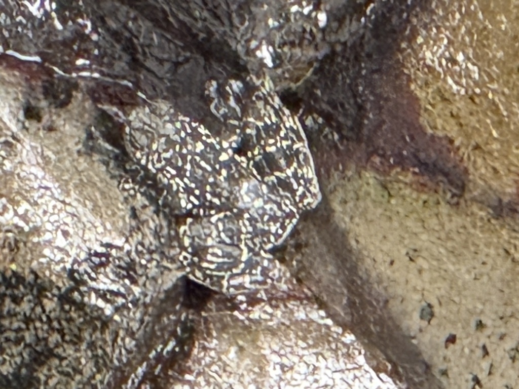 Rock Skipper Frog — Borneo wildlife, book, free download, jungle tour, frog, herp tour