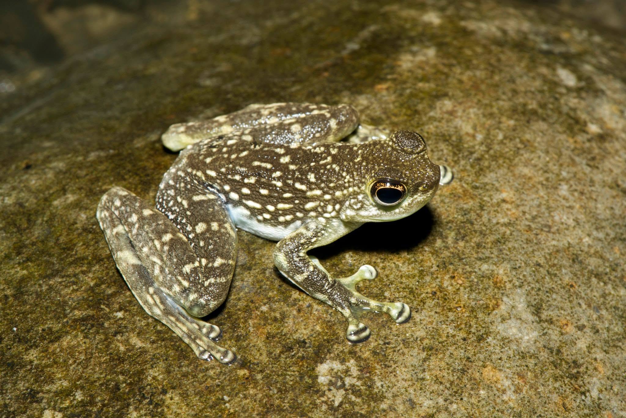 Rock Skipper Frog — Borneo wildlife, book, free download, jungle tour, frog, herp tour