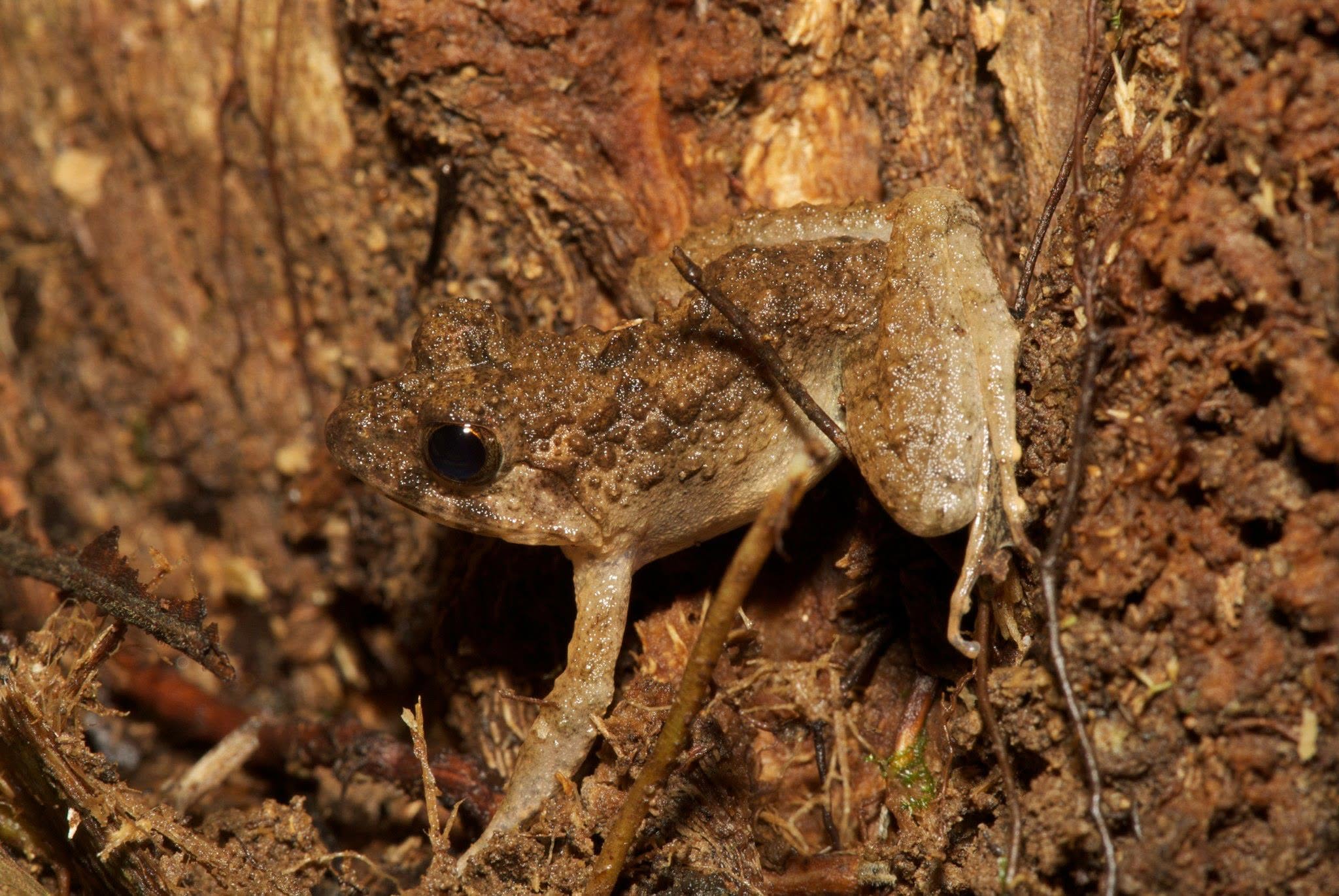 Rough Guardian Frog — Borneo wildlife, book, free download, jungle tour, frog, herp tour