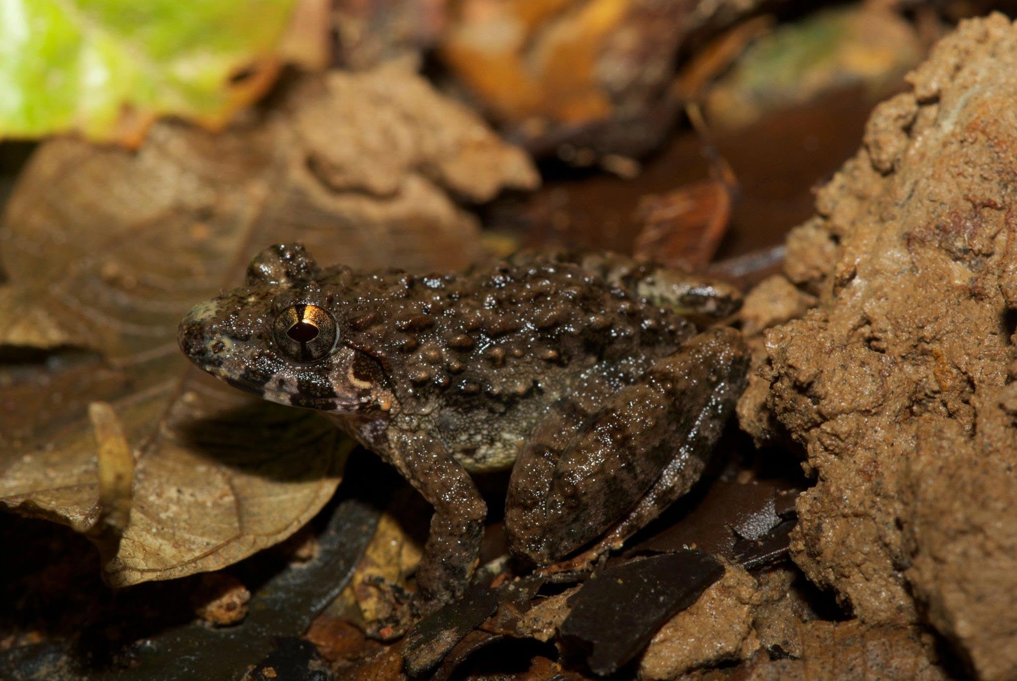 Rough Guardian Frog — Borneo wildlife, book, free download, jungle tour, frog, herp tour
