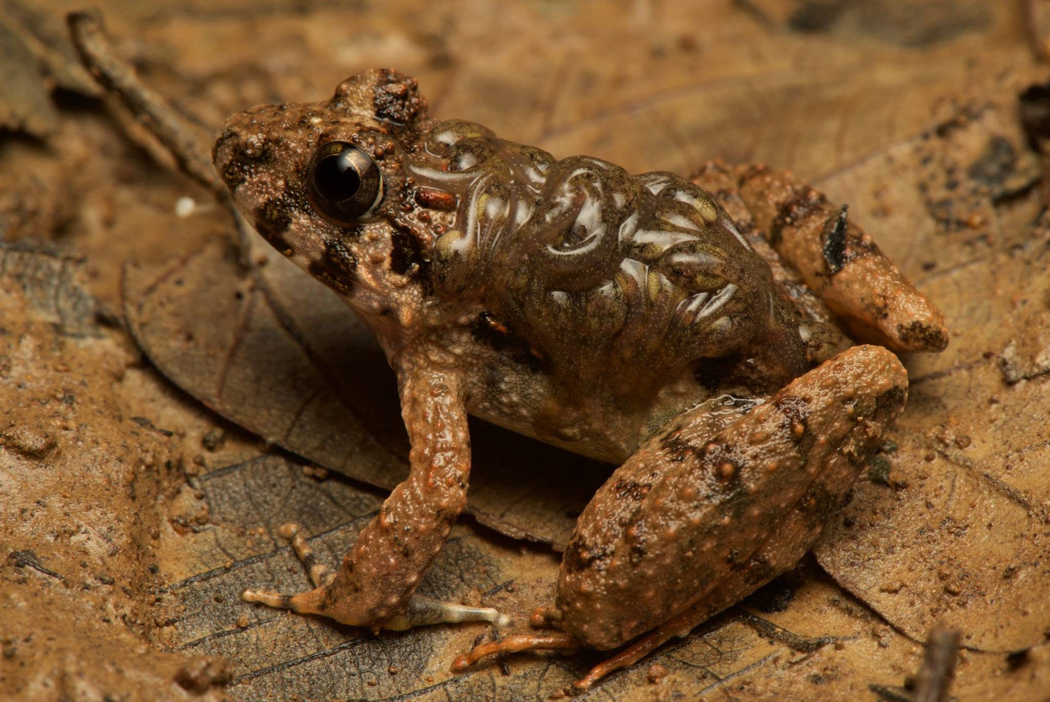 Rough Guardian Frog — Borneo wildlife, book, free download, jungle tour, frog, herp tour