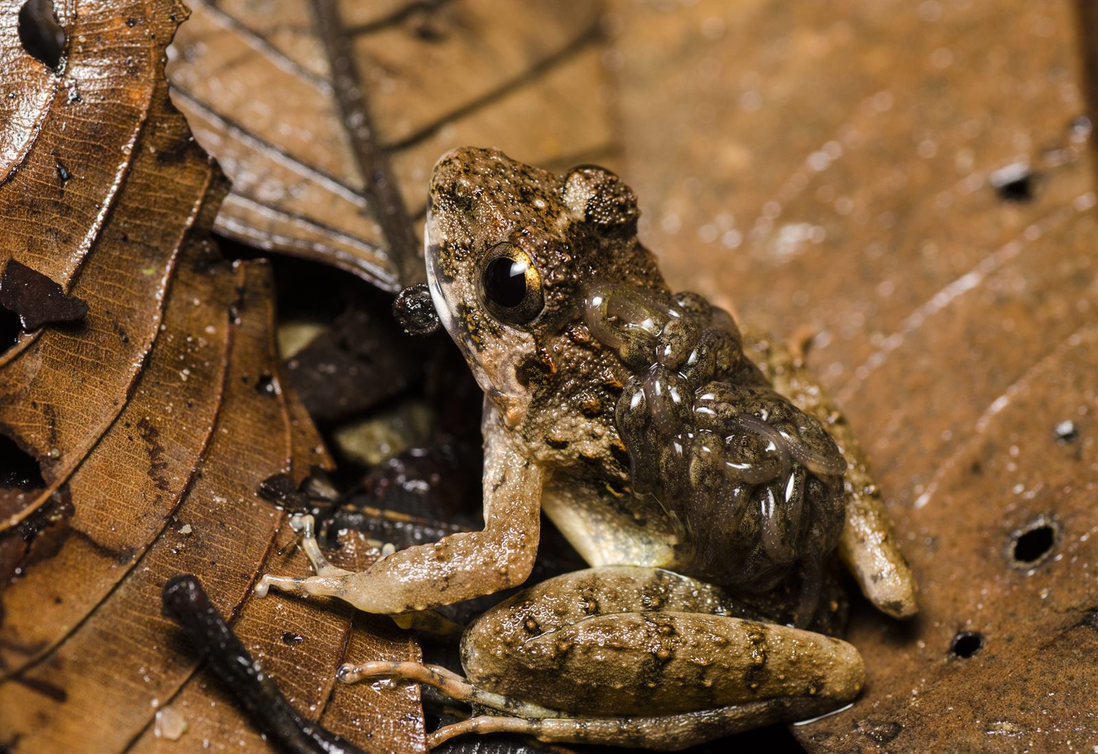 Rough Guardian Frog — Borneo wildlife, book, free download, jungle tour, frog, herp tour