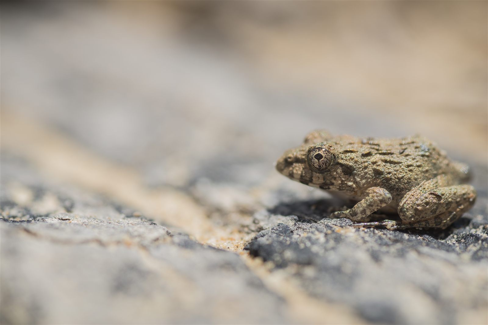 Rough Guardian Frog — Borneo wildlife, book, free download, jungle tour, frog, herp tour