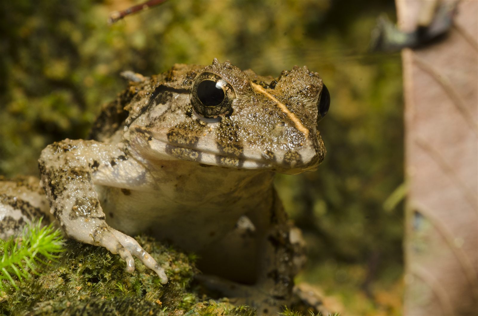 Rough Guardian Frog — Borneo wildlife, book, free download, jungle tour, frog, herp tour