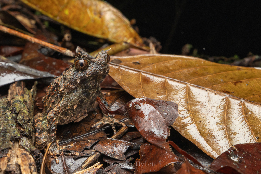 Rough Horned Frog — Borneo wildlife, book, free download, jungle tour, frog, herp tour