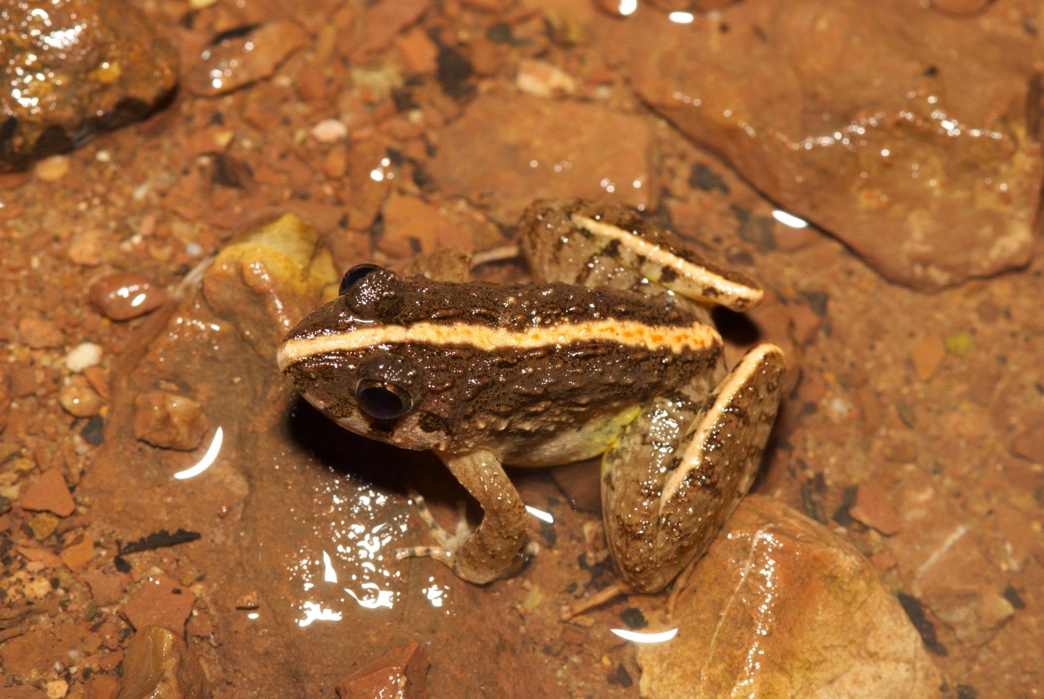 Rough-backed River Frog — Borneo wildlife, book, free download, jungle tour, frog, herp tour