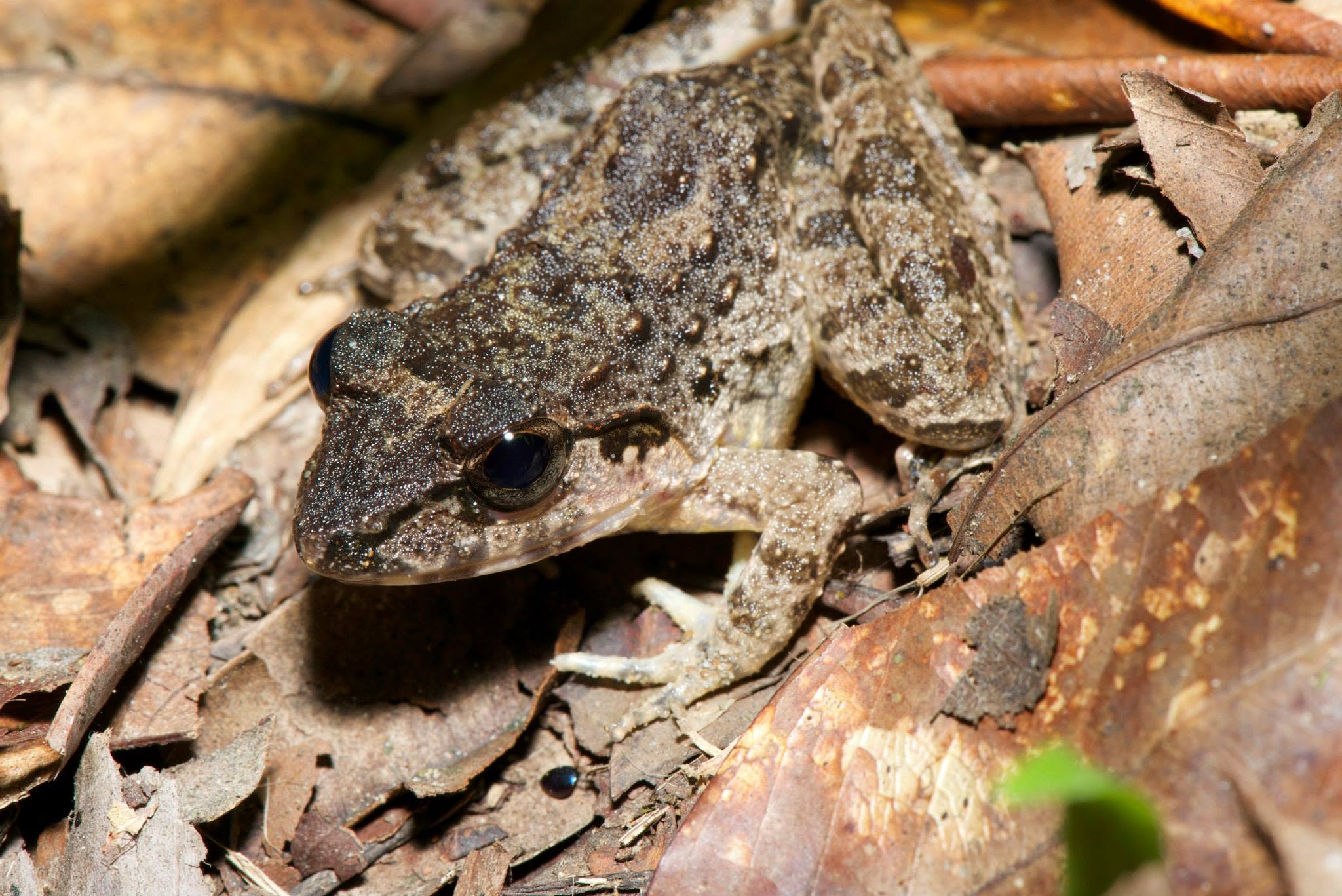 Rough-backed River Frog — Borneo wildlife, book, free download, jungle tour, frog, herp tour