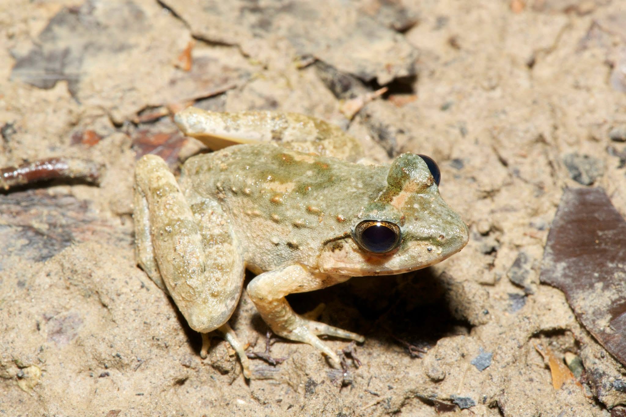 Rough-backed River Frog — Borneo wildlife, book, free download, jungle tour, frog, herp tour