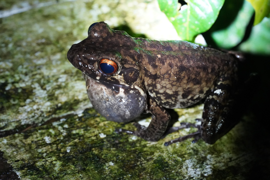 Rough-sided Frog — Borneo wildlife, book, free download, jungle tour, frog, herp tour