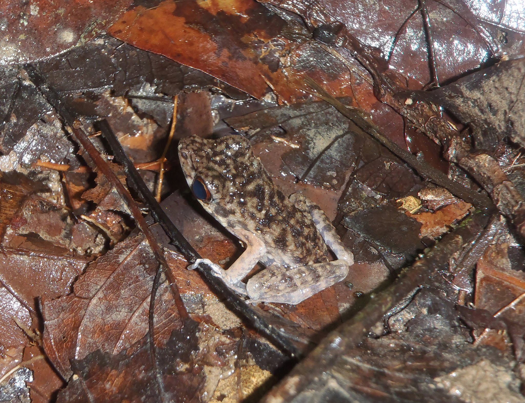 Rough-sided Frog — Borneo wildlife, book, free download, jungle tour, frog, herp tour