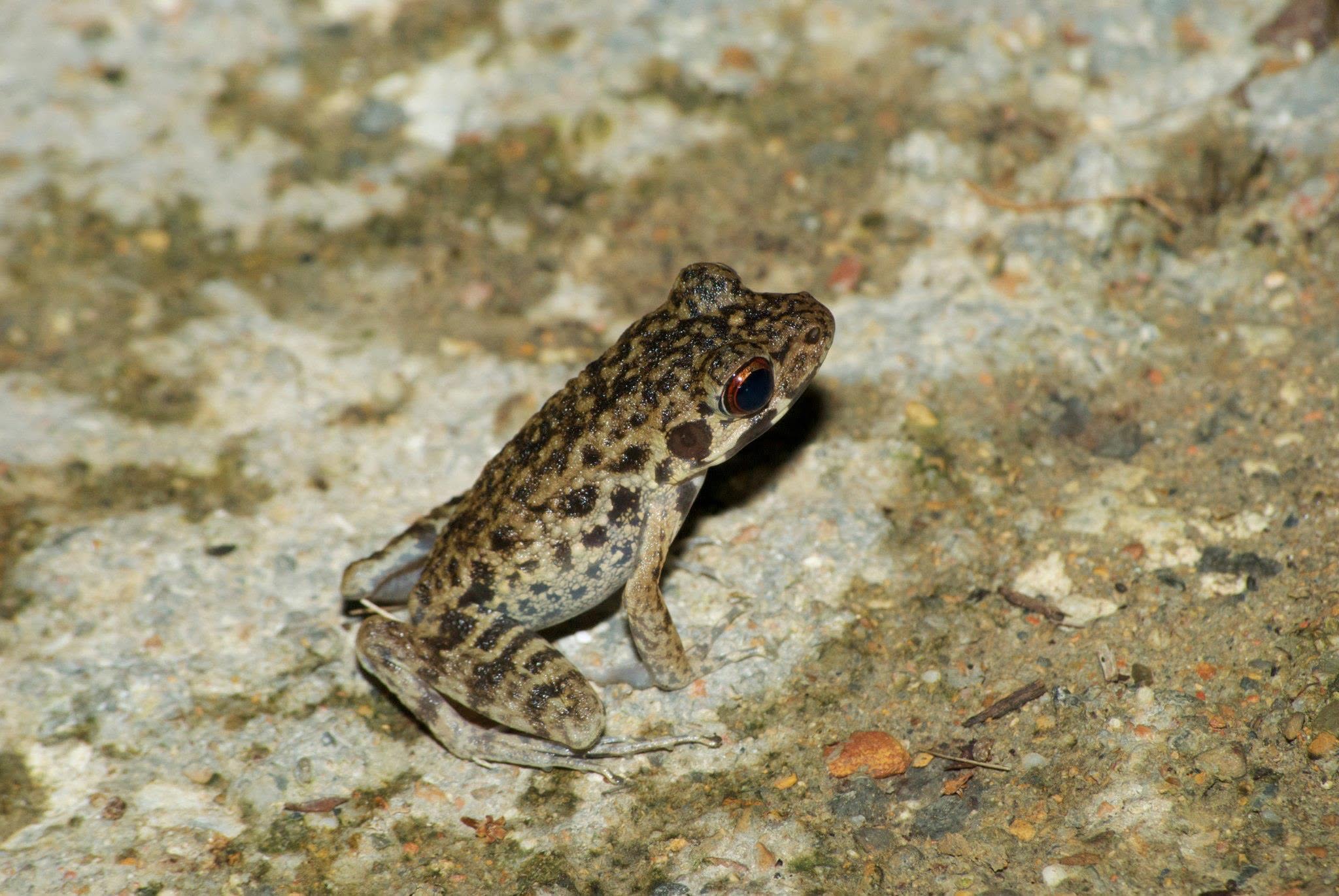 Rough-sided Frog — Borneo wildlife, book, free download, jungle tour, frog, herp tour